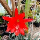 Epiphyllum Anguliger Fishbone Succulent Bonsai Flower Seeds Dark Red Flowers 100