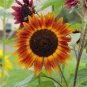 Evening Sun Sunflower - 20 Seeds