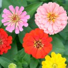 6 Types Of Colourful Zinnia Flowers  Perennial Home - 50 Seeds
