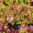 6 Types Of Lettuce Purple Red Green Vegetables  - 1 Seeds