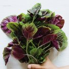 Edible Purple Rape - 20 Seedss