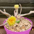 Astrophytum caput-medusae - 10 Seeds