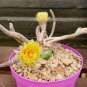 Astrophytum caput-medusae - 10 Seeds