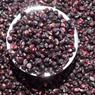 Baby Blue Jade Corn - 4 Seeds