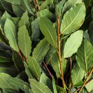 Bay Leaf Laurel Tree - 5 Seeds