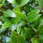 Bay Leaf Laurel Tree - 5 Seeds
