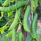Bean Sword Bean Chamma Kaya Tammakaya Japanese - 50 Seeds