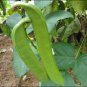 Bean Sword Bean Chamma Kaya Tammakaya Japanese - 50 Seeds