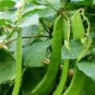 Bean Sword Bean Chamma Kaya Tammakaya Japanese - 50 Seeds