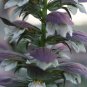 Bear's Breeches Plant - 10 Seeds