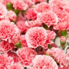 Beautiful Carnation - 200 Seeds