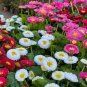 Bellis Perennis Mixed - 200 Seeds