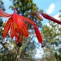 Bessera Elegans Gorgeous Coral Drops Flower - 3 Seeds