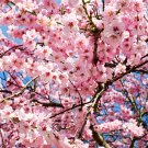 Bonsai Tree Japanese Sakura - 10 Seeds