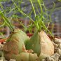 B0WIEA volubilis Fresh - 10 Seeds