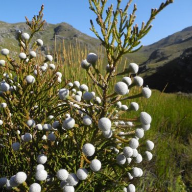 Brunia albiflora Brunia Laevis Garden Plants - 5 Seeds