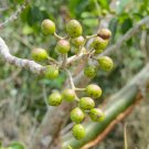 Bursera simaruba - 10 Seeds