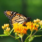 Butterfly MilkweedMonarch Flower - 400 Seeds
