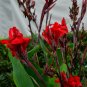 Canna Indica Fresh Red Double Flowers - 15 Seeds