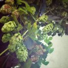 Cascading Hops Vine - 10 Seeds