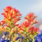 Castilleja Sessiliflora Downy Indian Paintbrush Paintedcup - 50 Seeds