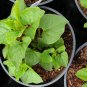 Caucasian Spinach - 20 Seeds