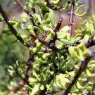 Ceraria fruticulosa Lovely potted plants - 10 Seeds