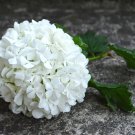 Champagne Hydrangea Flower - 20 Seeds