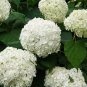 Champagne Hydrangea Flower - 20 Seeds