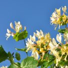 Chinese Honeysuckle - 30 Seeds