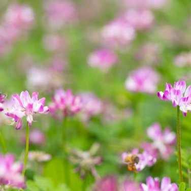 Chinese Milk Vetch - 100 Seeds