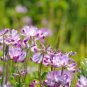Chinese Milk Vetch - 100 Seeds