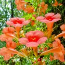 Chinese Trumpet Vine - Campsis grandiflora - 100 Seeds