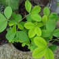 CHIPILIN Guatemalan Vegetable - 20 Seeds