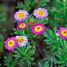 Chrysanthemum Robinson's Mix - 200 Seeds