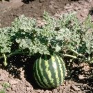 Citrullus lanatus var. citroides - 5 Seeds
