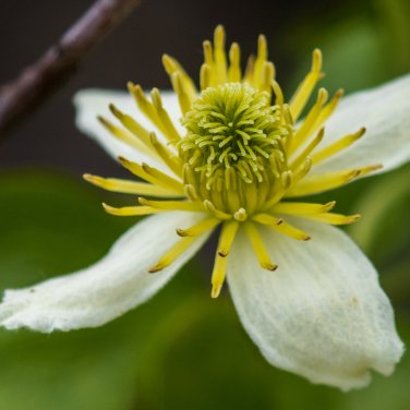 Clematis Chinensis - 50 Seeds