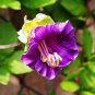 Cobee VioletteCobaeaFlower - 25 Seeds