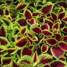 Coleus - 100 Seeds