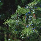Common Juniper Juniperus Communis Tree Shrub - 60 Seeds