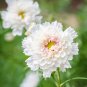 Cosmos bipinnatus 'Double Click Snow Puff' - Seeds