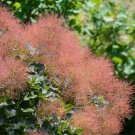 Cotinus Coggygria Scumpia Smoke Tree Shrub - 5 Seeds
