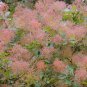 Cotinus Coggygria Scumpia Smoke Tree Shrub - 5 Seeds