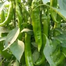Crispy Spicy 'Lamb Horn' Peppers - 200 Seeds