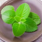 Cuban Oregano - 60 Seeds