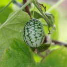 Cucamelons Mexican Sour Gherkins - 50 Seeds