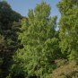 Dawn Redwood Tree Grove Metasequoia Glyptostroboides - 100 Seeds