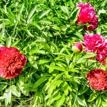 Deep Red Peony 'Jiaoyang' Series - Large Double Flowers -20 Seeds