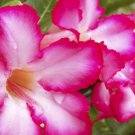 Desert Rose Verde Verde Ornamental Plants - 1 Seeds
