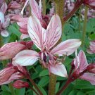 Dictamnus albus - 50 Seeds